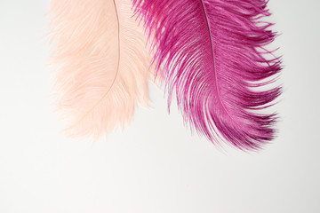 Purple and yellow feathers on white background.