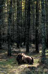 Bison d'Europe, Bison bonasus
