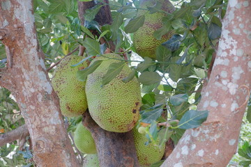 Jackfruit tree with lots of jackfruits hanging. Jackfruit,tree,nature and healthy food concepts