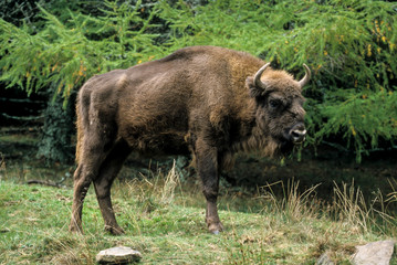 Bison d'Europe, Bison bonasus