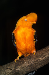 Coq de roche orange,.Rupicola rupicola, Guianan Cock of the rock