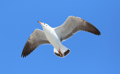 Beautiful seagull flying in the sky.