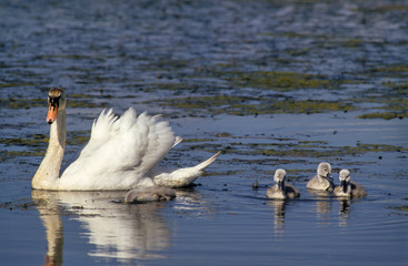 Cygne tuberculé,.Cygnus olor, Mute Swan