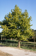 Fototapeta na wymiar Acer pseudoplatanus, Erable sycomore