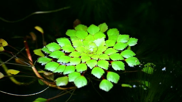 Water chestnut or Water caltrops or False loose strife or Horn Chestnut