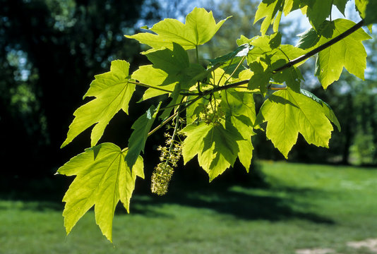 Acer pseudoplatanus, Erable sycomore