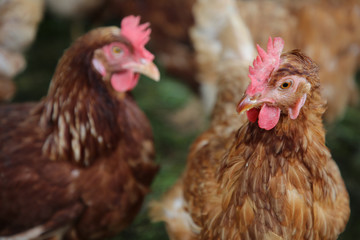 Brown female chicken on a traditional organic hen farm