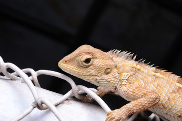 Common garden lizard, Calotes versicolor, Pune, Maharashtra, India