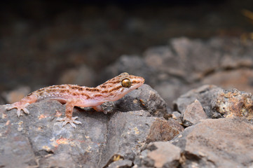 Murrays gecko, Hemidectylus murray, Saswad, Pune, Maharashtra India