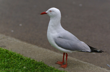 Seagull standing on asphalt