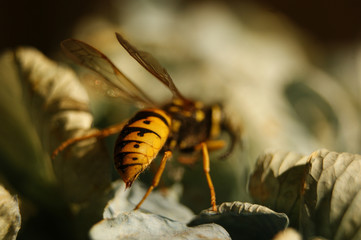 honey bee sting. macro photo of a sharp and poisonous bee sting