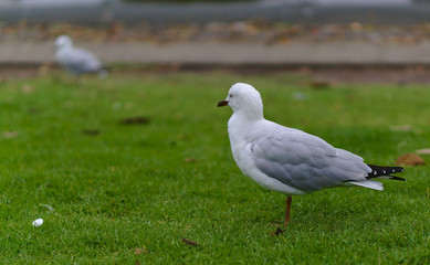 Seagull standing on green grass