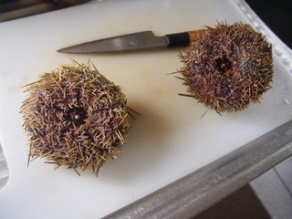 Cooking fresh sea urchin, Viña del Mar, Chile