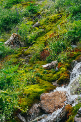 Scenic landscape with clear spring water stream among thick moss and lush vegetation. Mountain creek on mossy slope with fresh greenery and many small flowers. Colorful scenery with rich alpine flora.