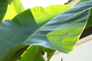 banana green leaf texture