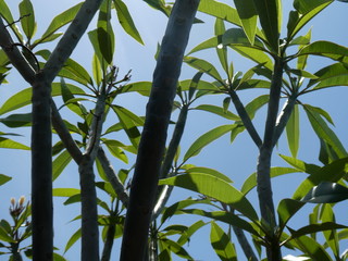 Fototapeta premium green leaves of tree in spring