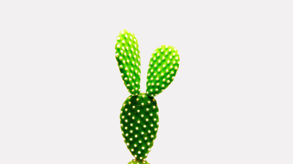 cactus isolated on white background