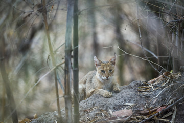 jungle cat or felis chaus or reed cat kitten hiding in bamboo trees at kanha national park or tiger reserve, rajasthan, india