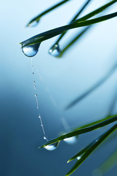 Water drops on the needles of the pine branch close up. Nature background.