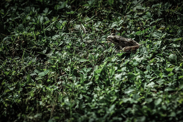 Naklejka na ściany i meble Small brown frog on a grass field.