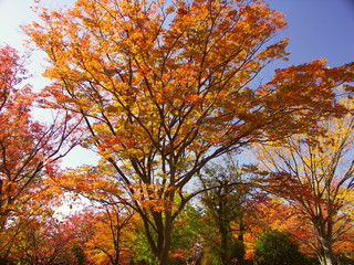 秋の公園の紅葉の欅風景