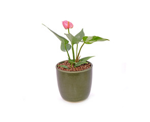 Anthurium flower in pot isolated on white background. Anthurium is a flowering plants. General common names include anthurium, tailflower, flamingo flower, and laceleaf. Potted plant for interiors.