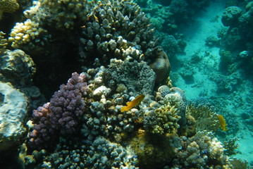 Fototapeta na wymiar Colorful tropical fish swim among corals in the Red Sea, Egypt