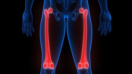 Human Skeleton System Femur Bone Joints Anatomy X-ray 3D rendering