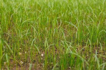 Fresh green spring grass with dew drops closeup with sun on natural defocused light nature bokeh background