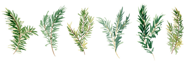 Watercolor fir branches hand drawn illustration 
