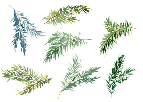 Watercolor fir branches hand drawn illustration 