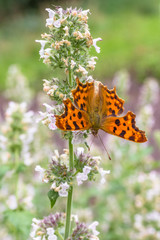 Obraz premium Comma (Polygonia c-album)