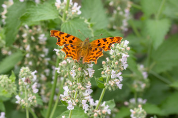 Comma (Polygonia c-album)