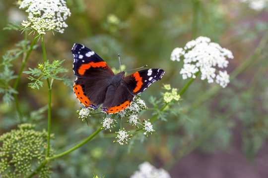 Red Admiral (Vanessa Atalanta)