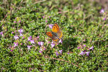 Obraz premium Small copper (Lycaena phlaeas)