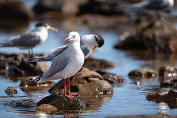 Silver Gull detail, perched in a natural rock pool surround.