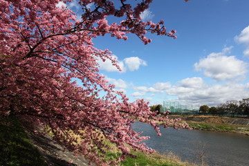 河津桜と春の空