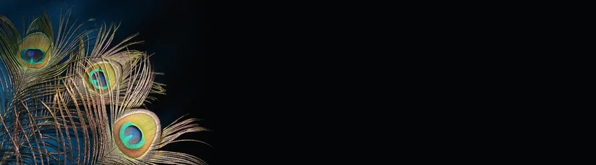 Wandaufkleber Pfauenfedern na dunkler Hintergrund mit Farbverlauf schöne horizontale Banner o © annet