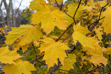 A late autumn day in Buchan Park Crawley United Kingdom