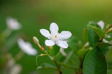White wrightia antidysenterica flower bloom on blur nature background.