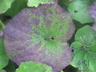 Burdock leaves on the ground