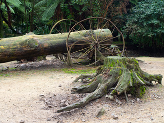 Wagon Wheels And A Tree Stump