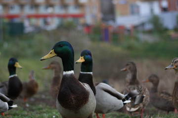 sly duck craned its neck