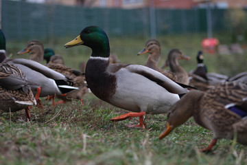 drake opened his beak and lifted his leg