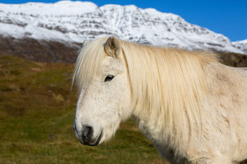 Beautiful white Icelandic horse in Iceland. 