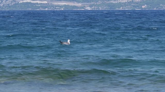 Black-backed seagulls floating on the water near Postira