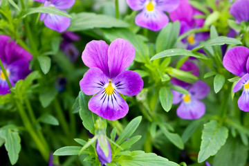 Beautiful purple pansy flowers. Close-up. Ornamental garden flowers.