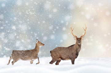 Deer in a snow on Christmas background