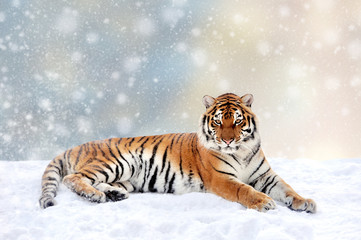 Tiger in a snow on Christmas background