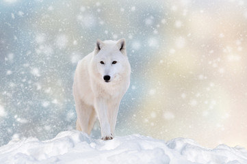 Wolf in a snow on Christmas background © byrdyak